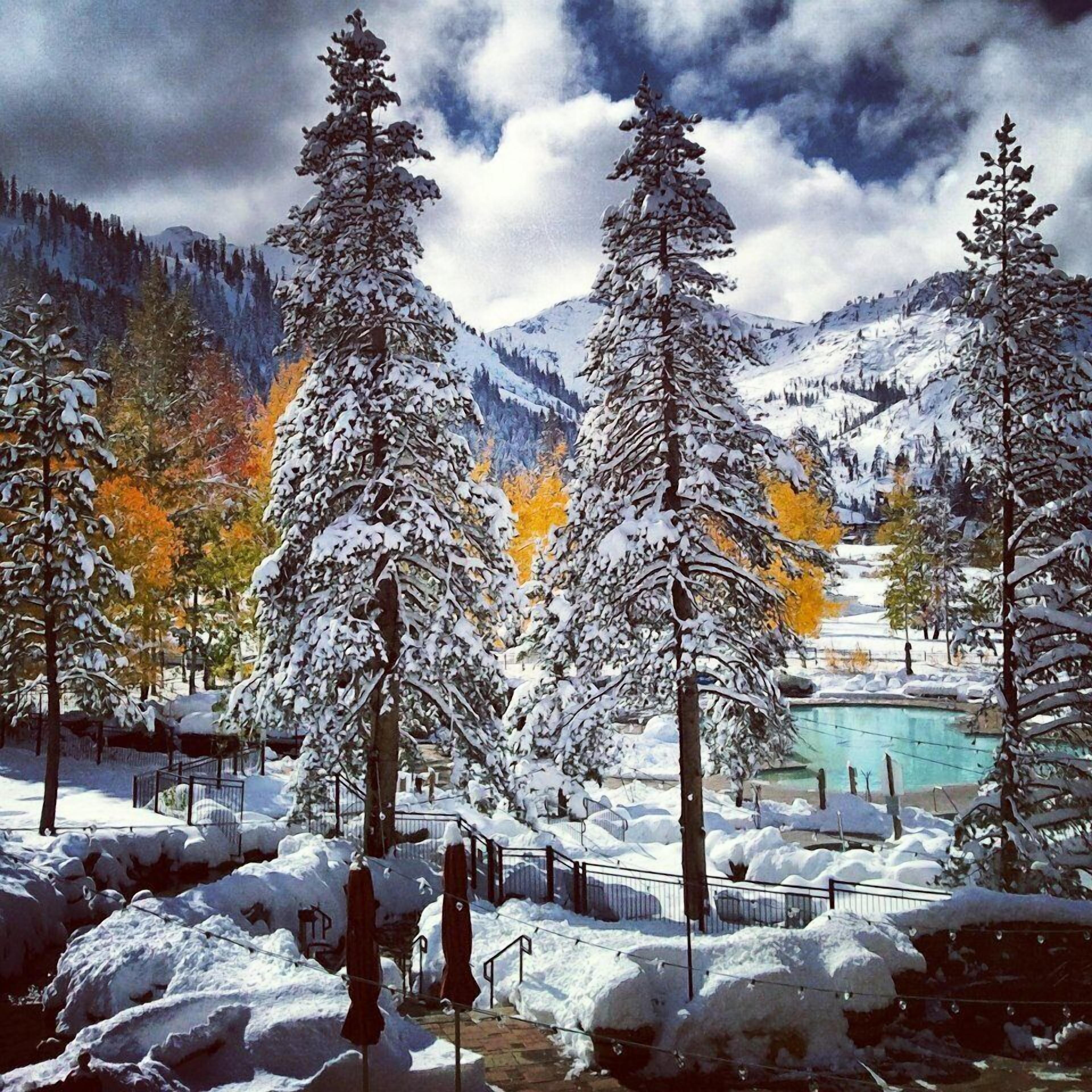 A snowy landscape with tall trees and a mountain backdrop.