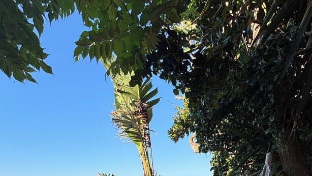 A hammock with a pillow, a view of the sea, and a tree. - Casa delle Galee - Garden on the Sea  (Scilla)