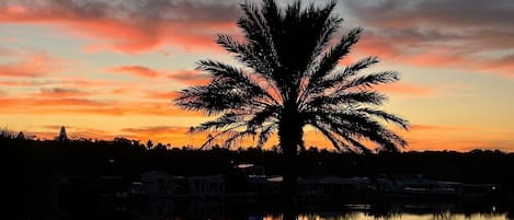 A palm tree silhouetted against a sunset with a calm lake reflecting the sky.