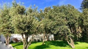 A garden with several trees and a white wall in the background. - PRETTY NEW AIR CONDITIONED VILLA WITH HEATED POOL IN THE CAMPAIGN OF UZES (UZES)
