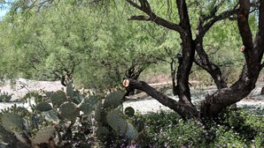 A desert garden with cacti, flowering shrubs, and a large tree. - Serenity in Sunny Arizona with tons of birds and shade trees!  Bike Trail Galore (Tubac/Rio Rico)