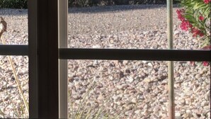 A view through a window with a bird feeder outside. - Serenity in Sunny Arizona with tons of birds and shade trees!  Bike Trail Galore (Tubac/Rio Rico)