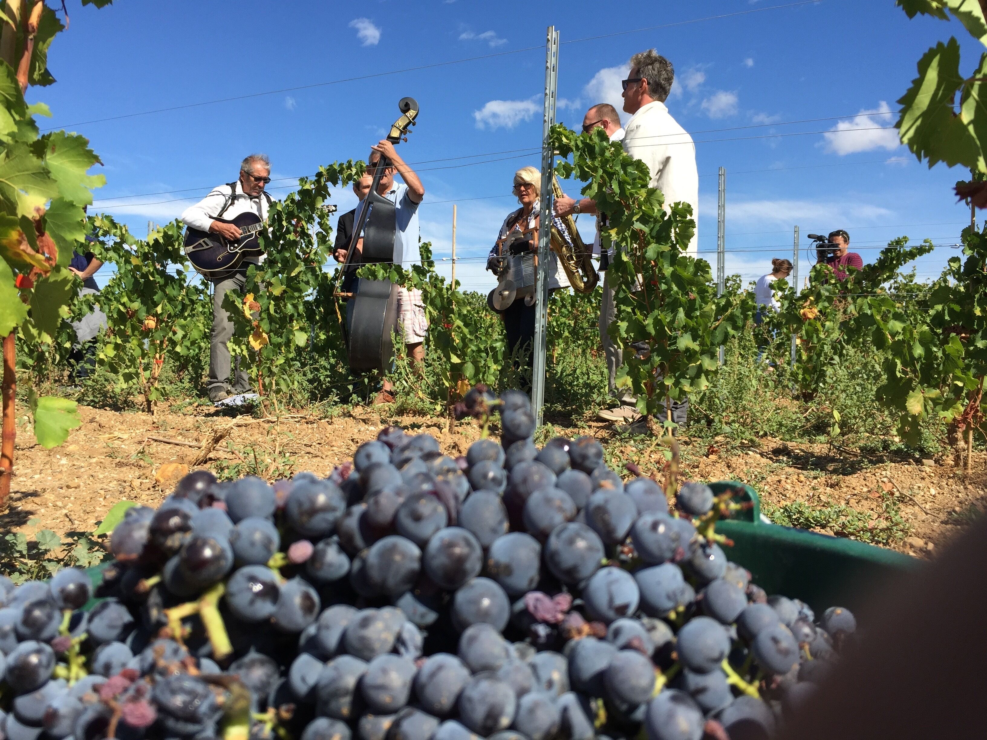 Un vignoble avec des rangées de vignes et un tas de raisins au premier plan.