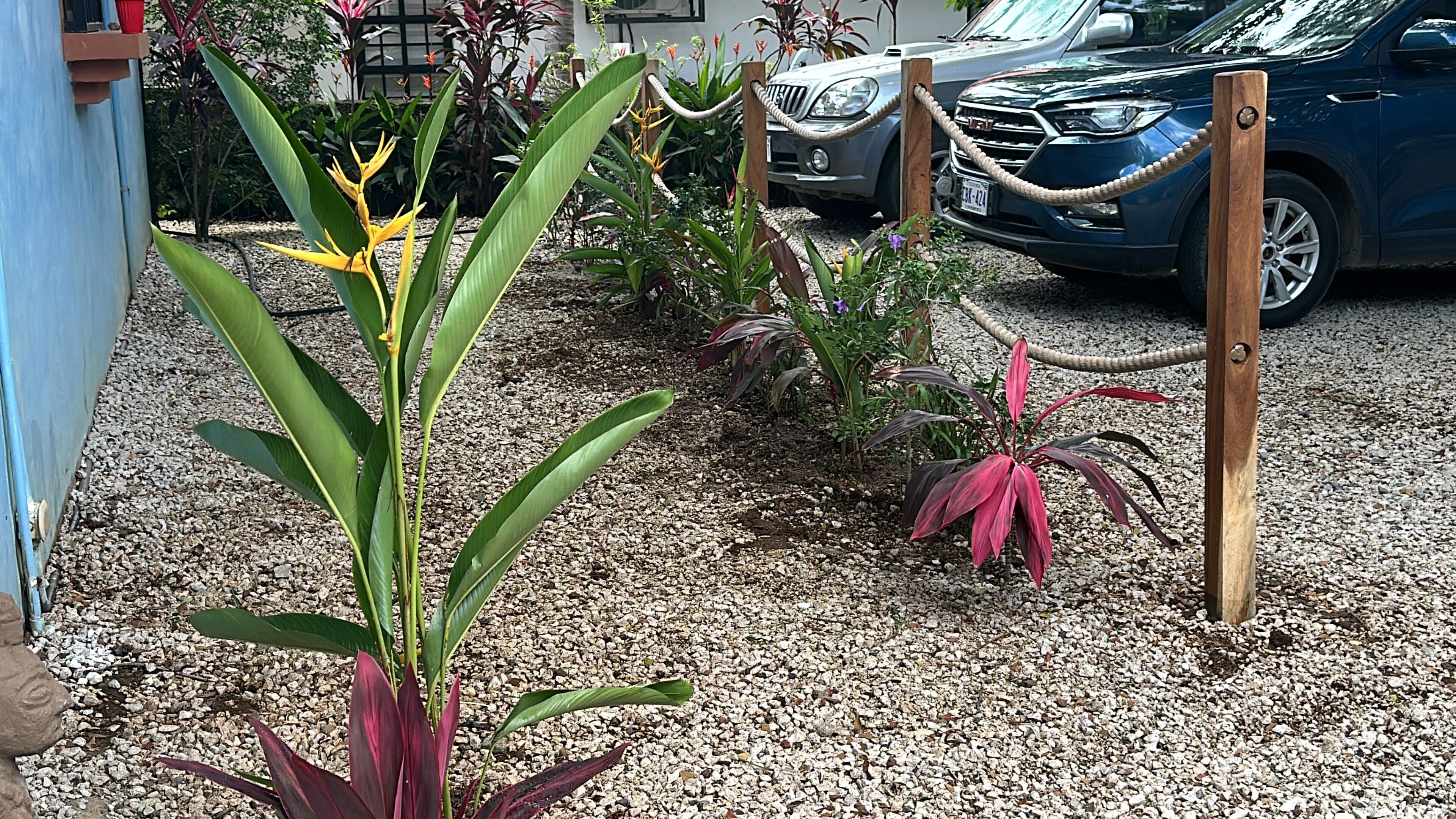 Un jardin avec différentes plantes et une voiture garée.