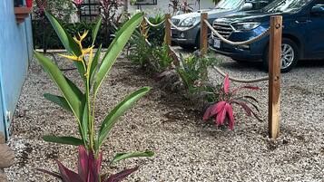 Un jardin avec différentes plantes et une voiture garée.