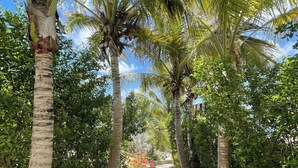 A pathway lined with palm trees and a stone pathway leading to a building. - Luxury Waterfront Villa Pinel. Direct Ocean Views & Private Beach Access (SAINT MARTIN)