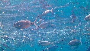 Un gran grupo de peces nadando en aguas azules y cristalinas.