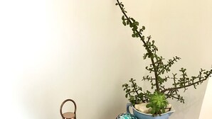 A wooden bench with a patterned tabletop, a bottle of wine, a small lantern, a decorative book, and a potted plant. - Comfort on Crouch- Enjoy this beautiful house right in CBD.  (Mount Gambier)