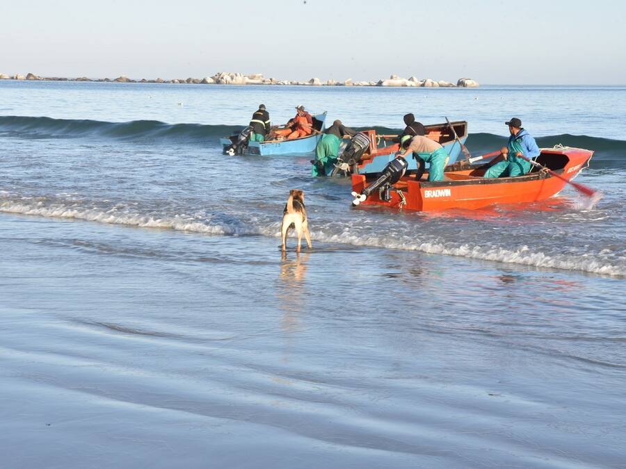 A beach scene with boats and a dog near the shore.