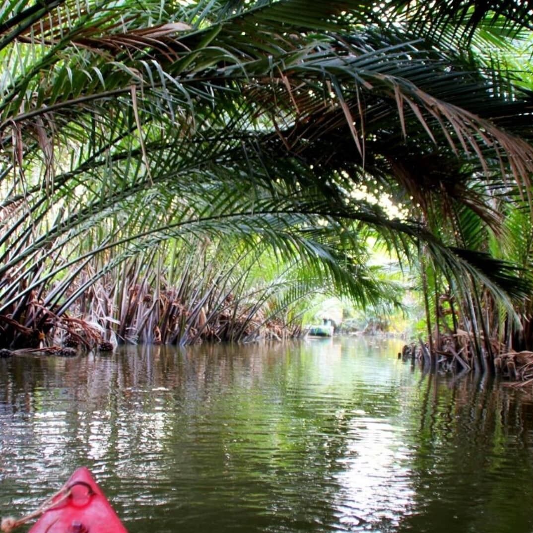 Un canal estrecho bordeado por densas palmeras y vegetación.