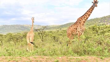 Dues girafes en un paisatge natural amb vegetació escassa i turons al fons.