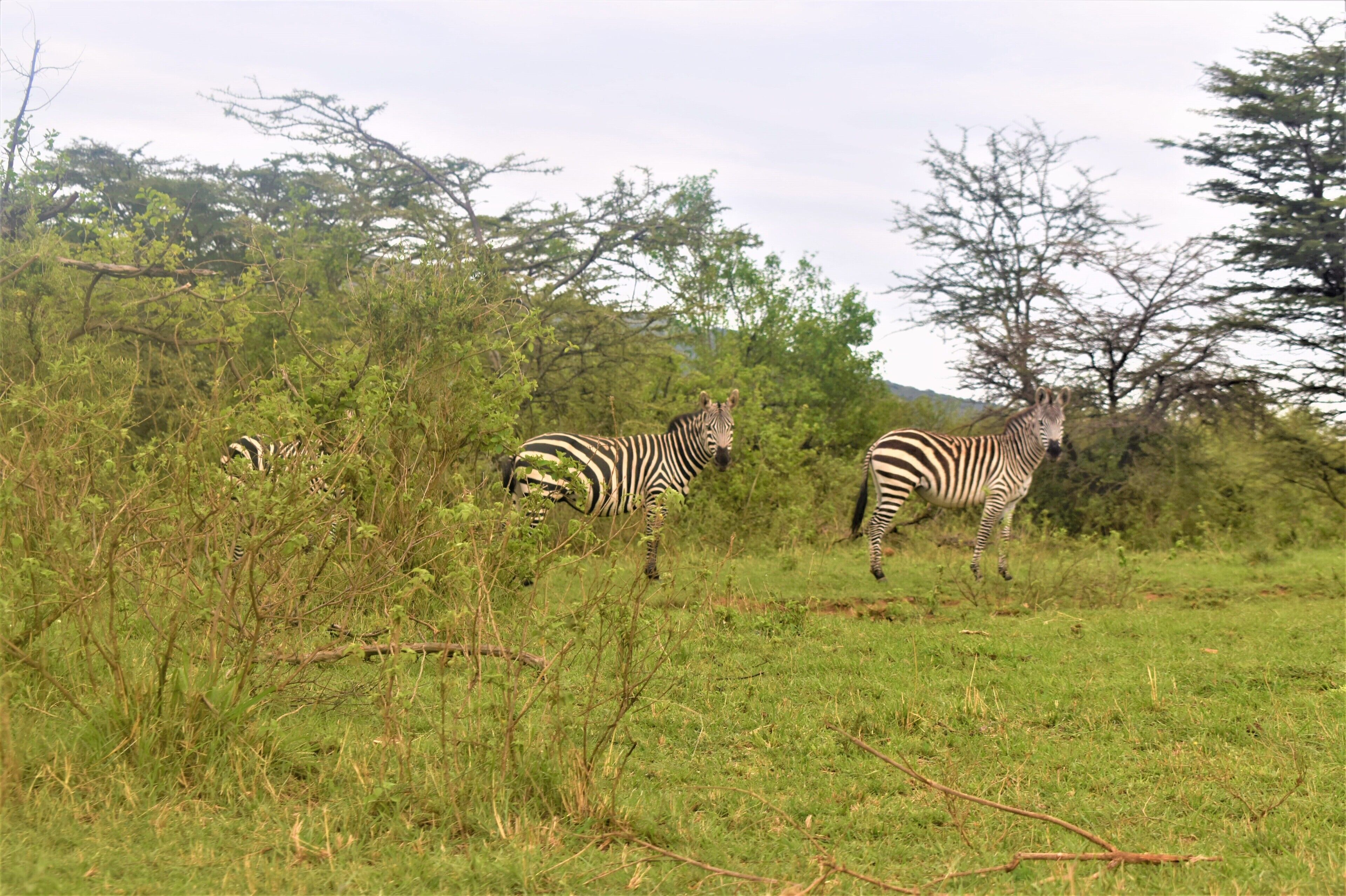 Three zebras in a grassy field with trees in the background.