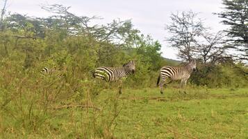 Three zebras in a grassy field with trees in the background.