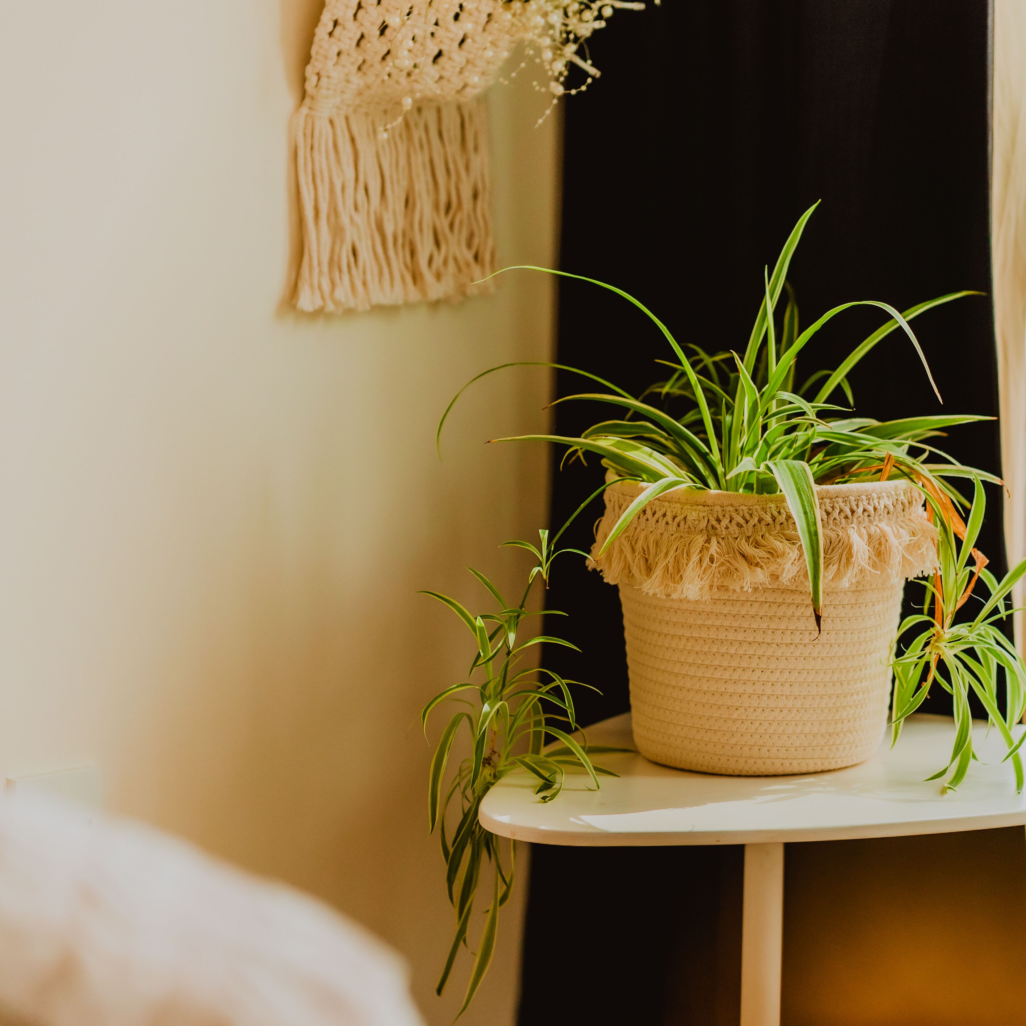 Uma planta em vaso sobre uma pequena mesa num quarto com cores neutras.