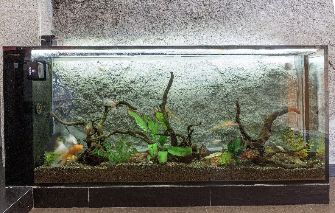 A rectangular aquarium with a gravel substrate, aquatic plants, and driftwood.