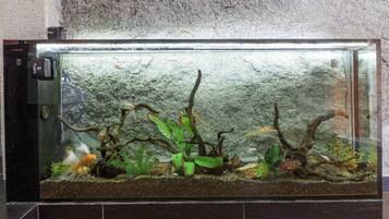 A rectangular aquarium with a gravel substrate, aquatic plants, and driftwood.