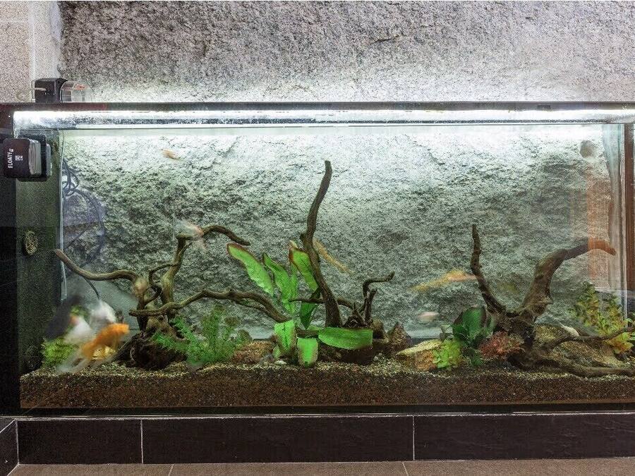 A rectangular aquarium with a gravel substrate, aquatic plants, and driftwood.