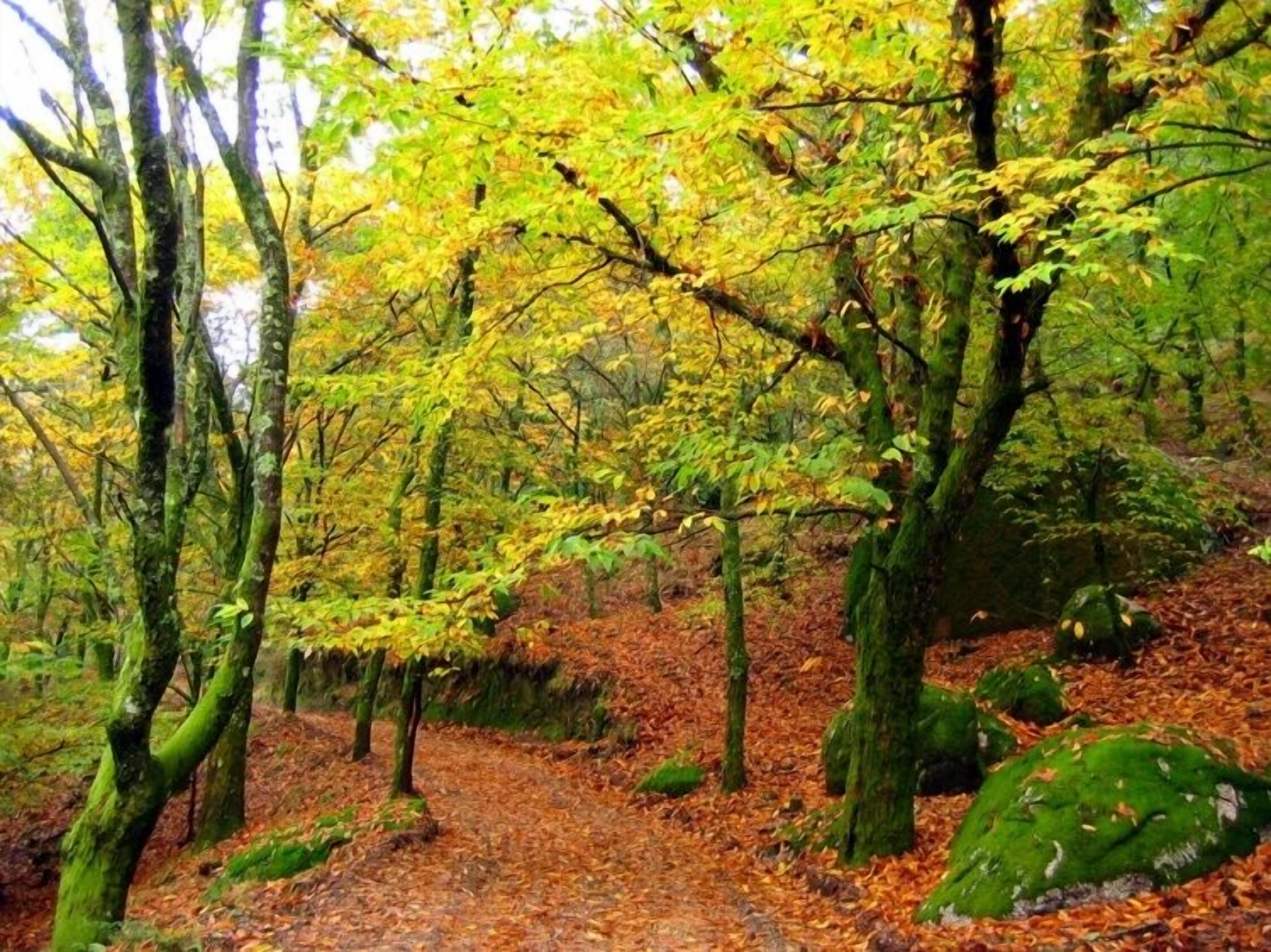 Uma floresta com uma trilha de terra.