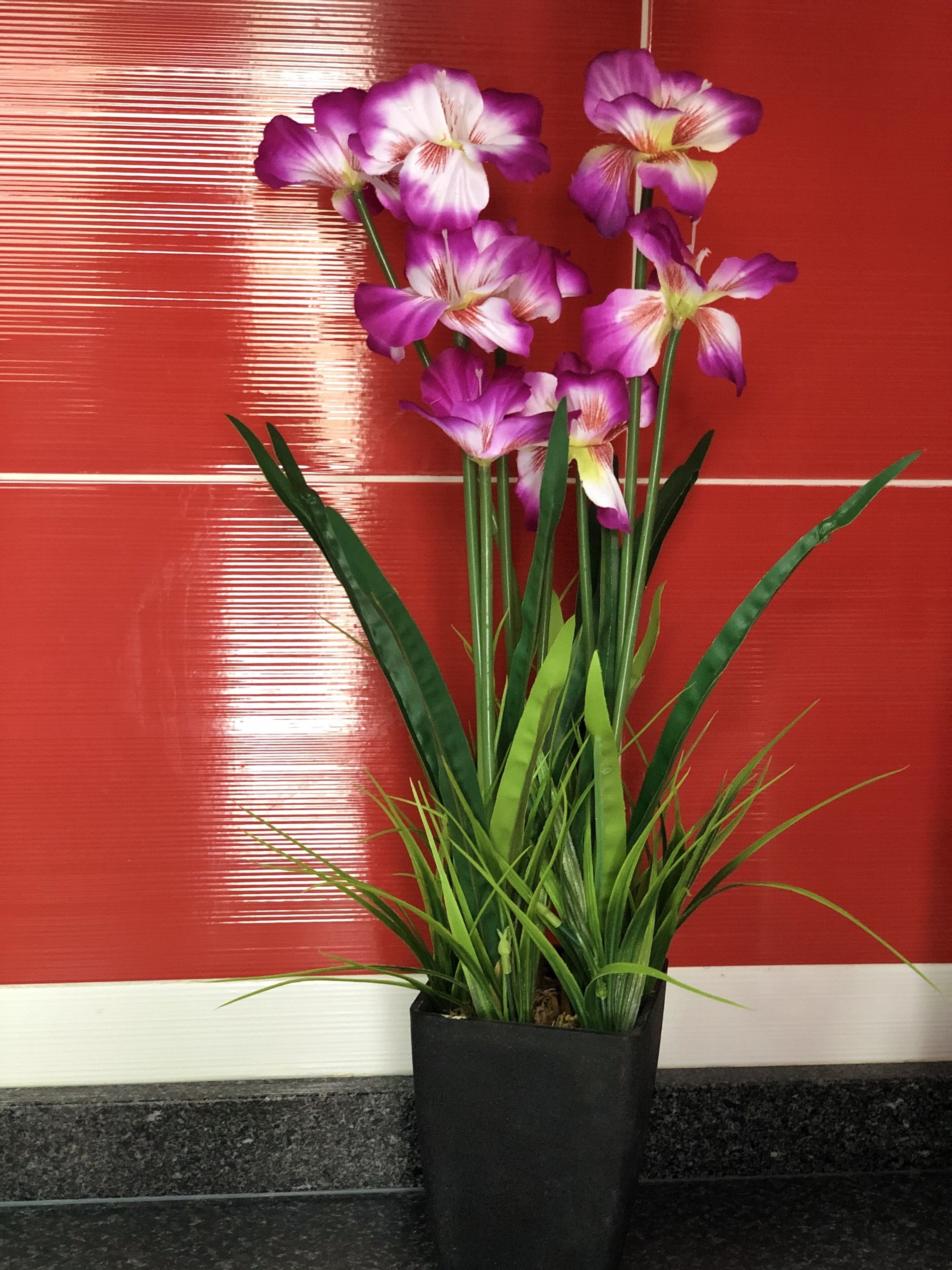 A potted plant with purple flowers against a red wall.