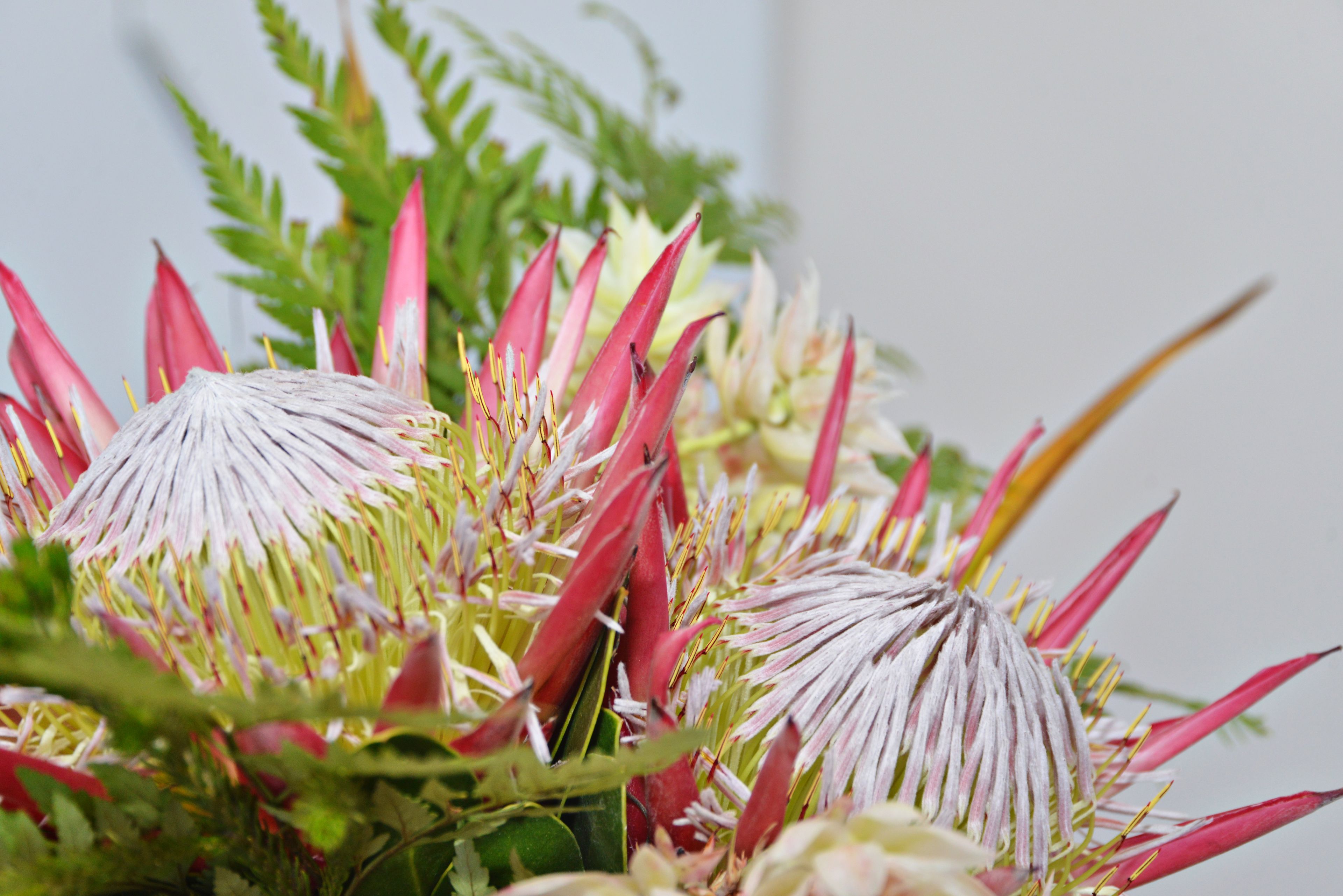 A close-up of a plant with red and white flowers and green foliage.