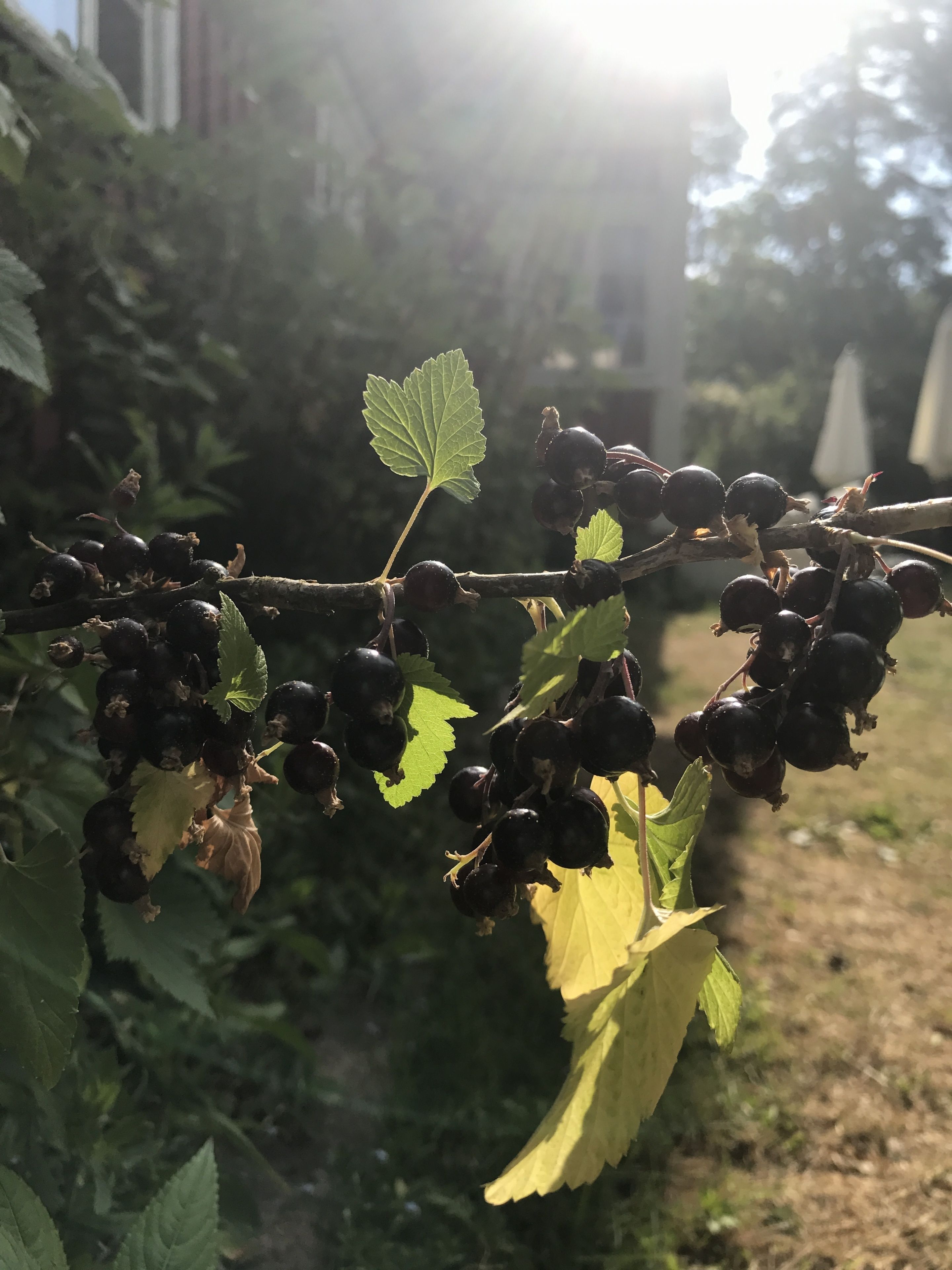 En gren med klaser af mørke bær og grønne blade foran en sløret baggrund af vegetation og en bygning.