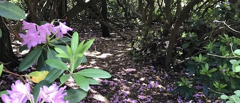 Jardin