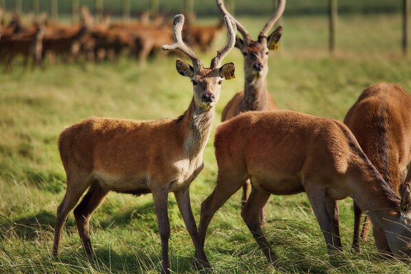 A group of deer in a grassy field. - Mauldslie Hill Cottage - Sleeps 6 & Pet Friendly (Gorebridge)