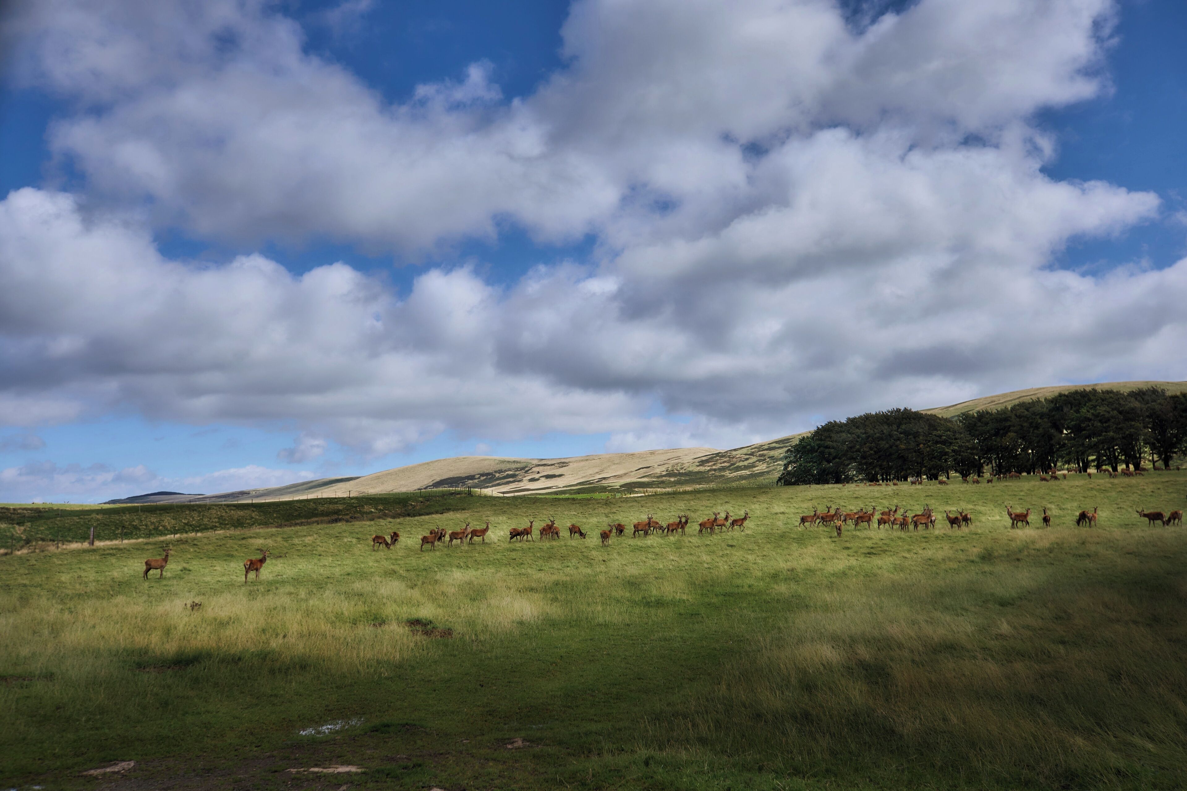 Un campo cubierto de hierba con una manada de ciervos.