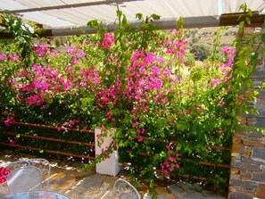 Ein überdachter Außenbereich mit einer Pergola, üppigem Grün und leuchtend rosa Blüten.