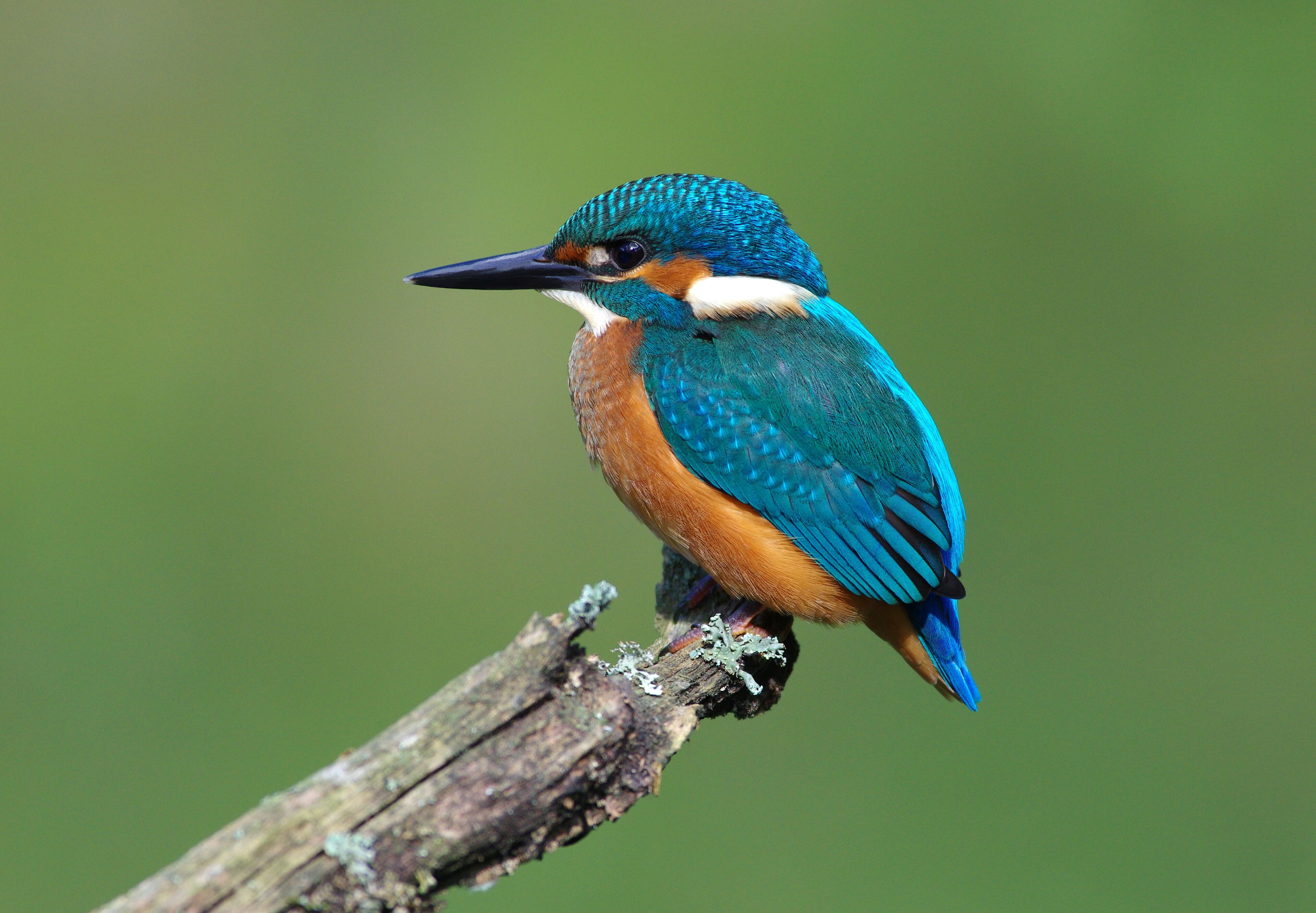 A bird perched on a branch.