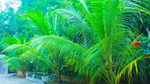 A pathway lined with palm trees and a red flower. - Sri Lankan Villa (Koggala)
