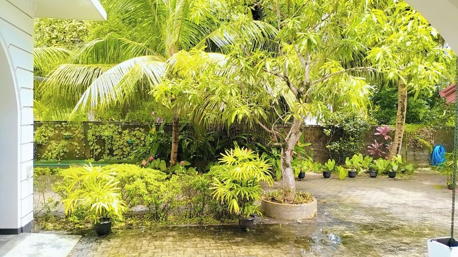 Un patio con diversas plantas en macetas y árboles, un sendero empedrado y una pared cubierta de plantas trepadoras.