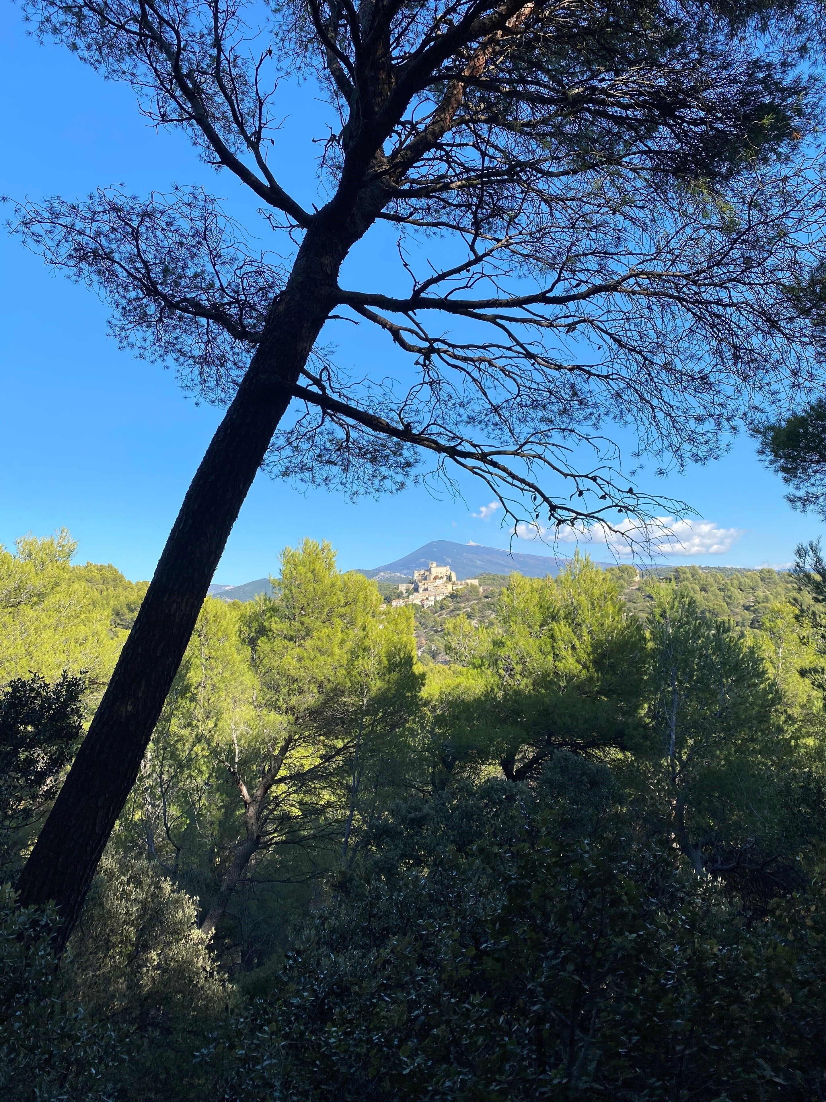 Un arbre amb una vista despejada d'un paisatge montanyós al fons.