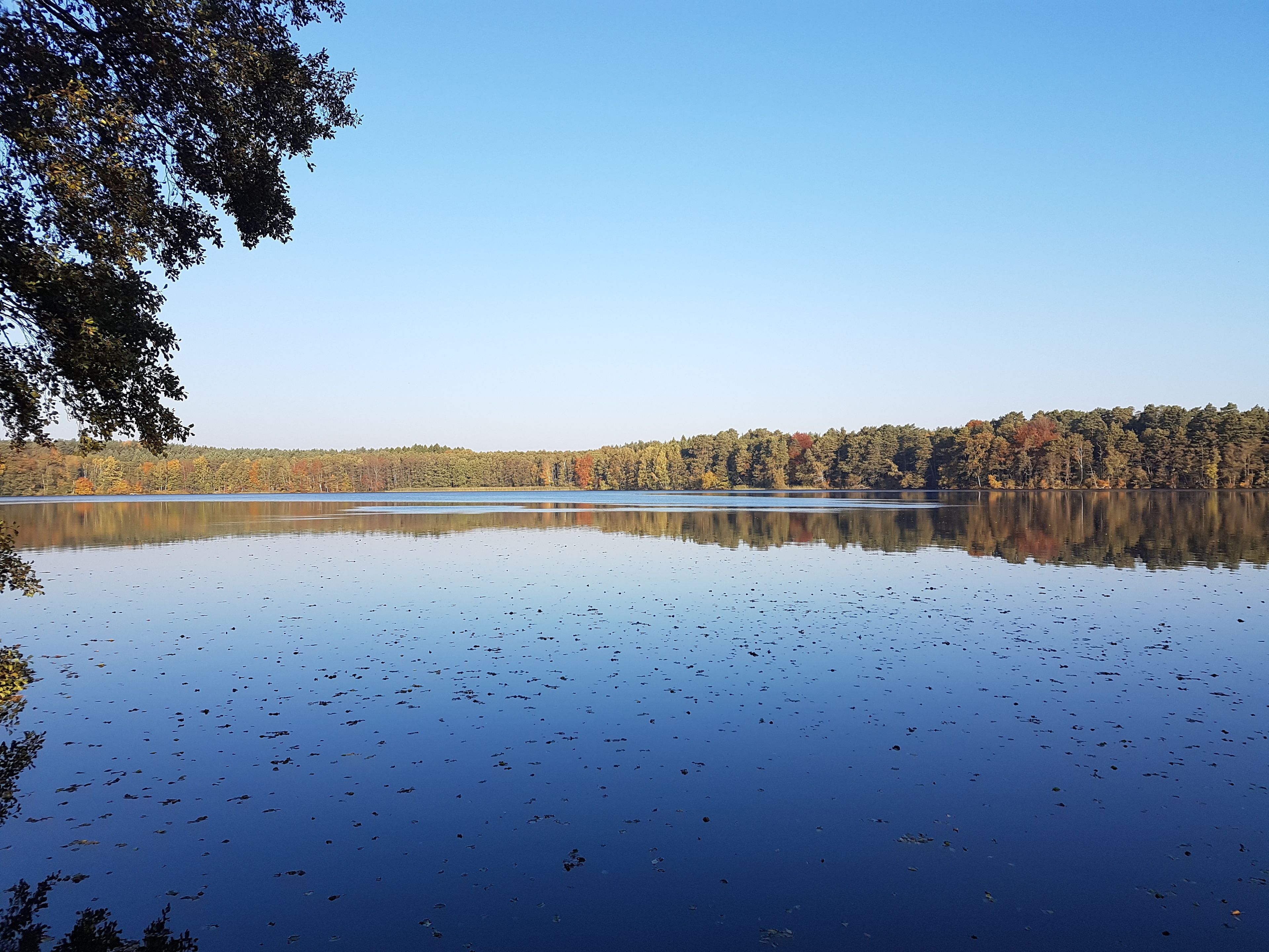 A calm lake with reflections of trees and a clear sky.