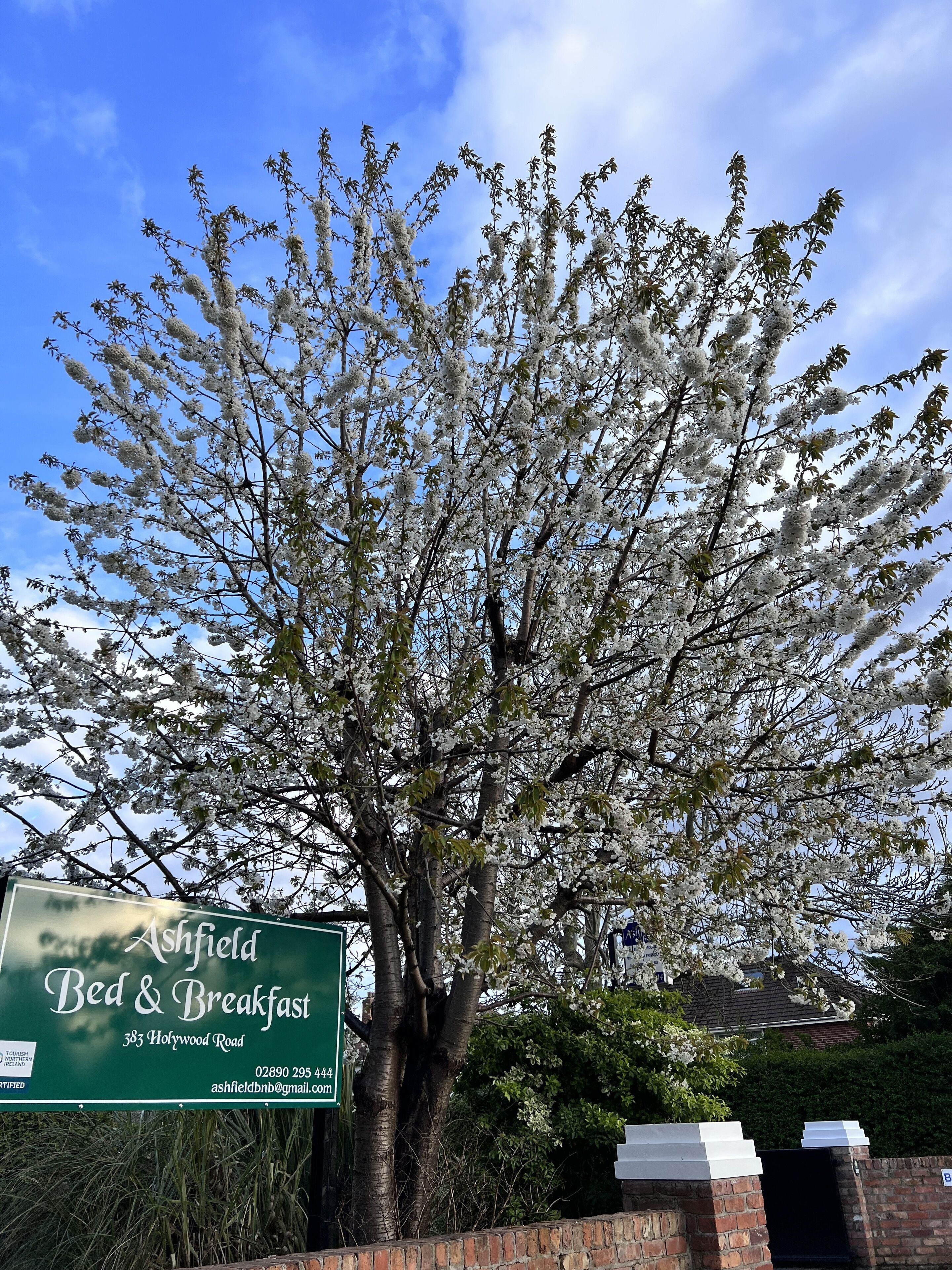 Foto - Ashfield Bed & Breakfast