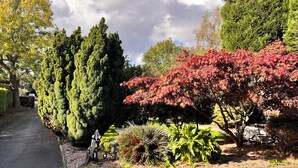 A pathway flanked by various trees and shrubs, including a tall conifer and a tree with red foliage. - Ashfield Bed and Breakfast (Belfast)