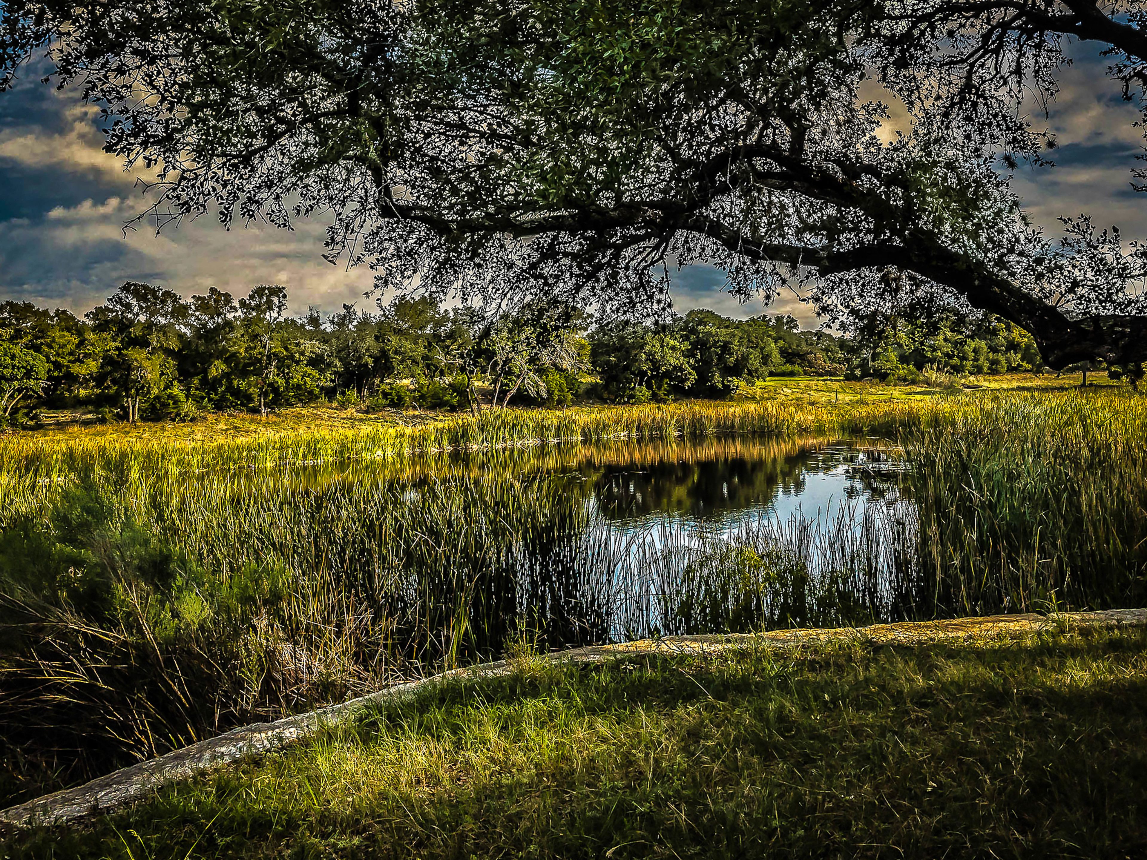 A tranquil pond surrounded by lush greenery and trees.