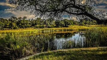 A tranquil pond surrounded by lush greenery and trees.