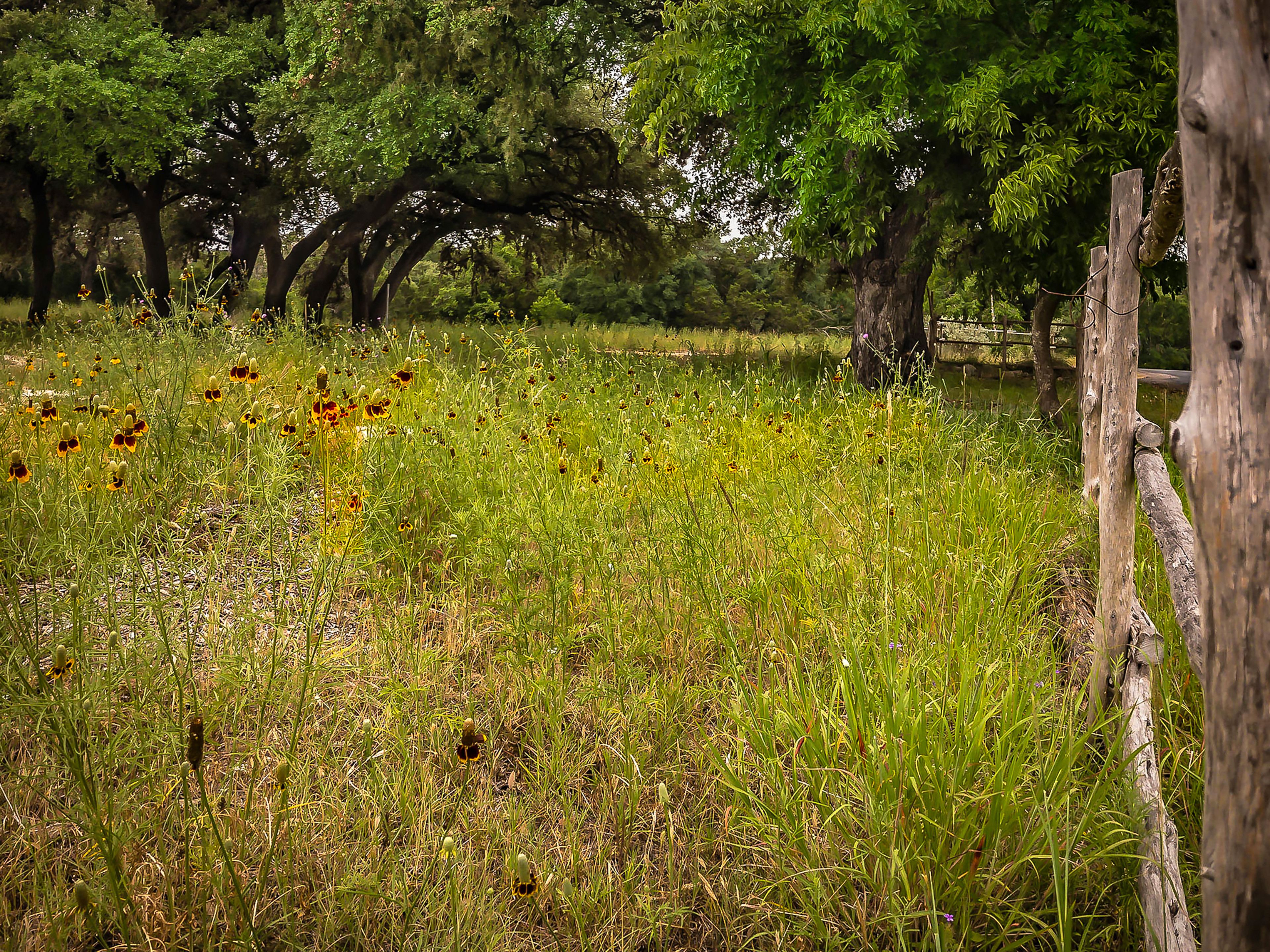 Un paisaje natural con árboles y flores silvestres.