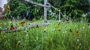 Un champ avec de hautes herbes et des fleurs sauvages, une structure en bois et des arbres en arrière-plan.