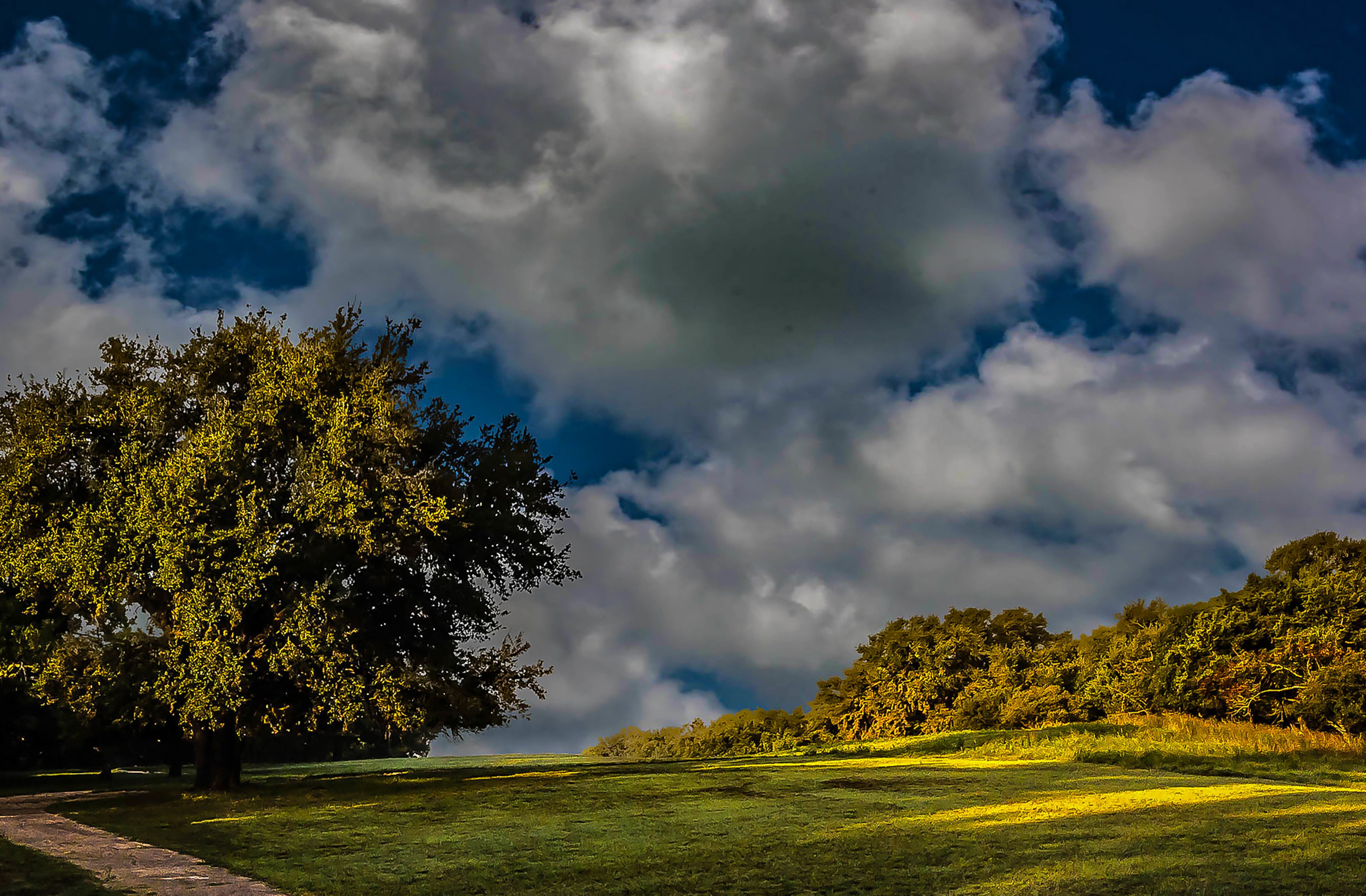 A grassy field with a large tree and a path leading through it.