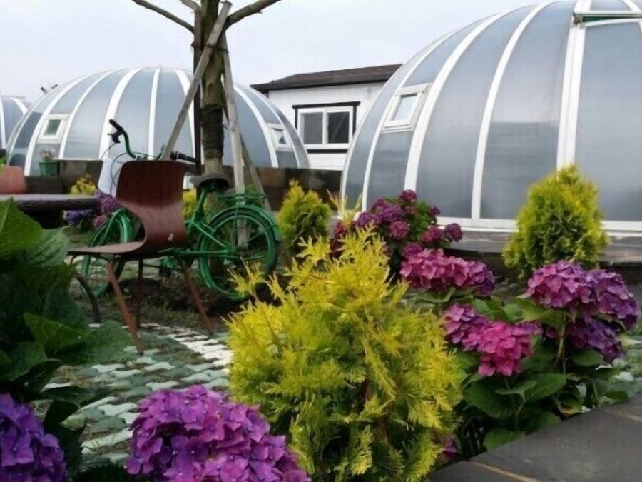 Un jardin agrémenté de plantes en pot et doté d’une serre.