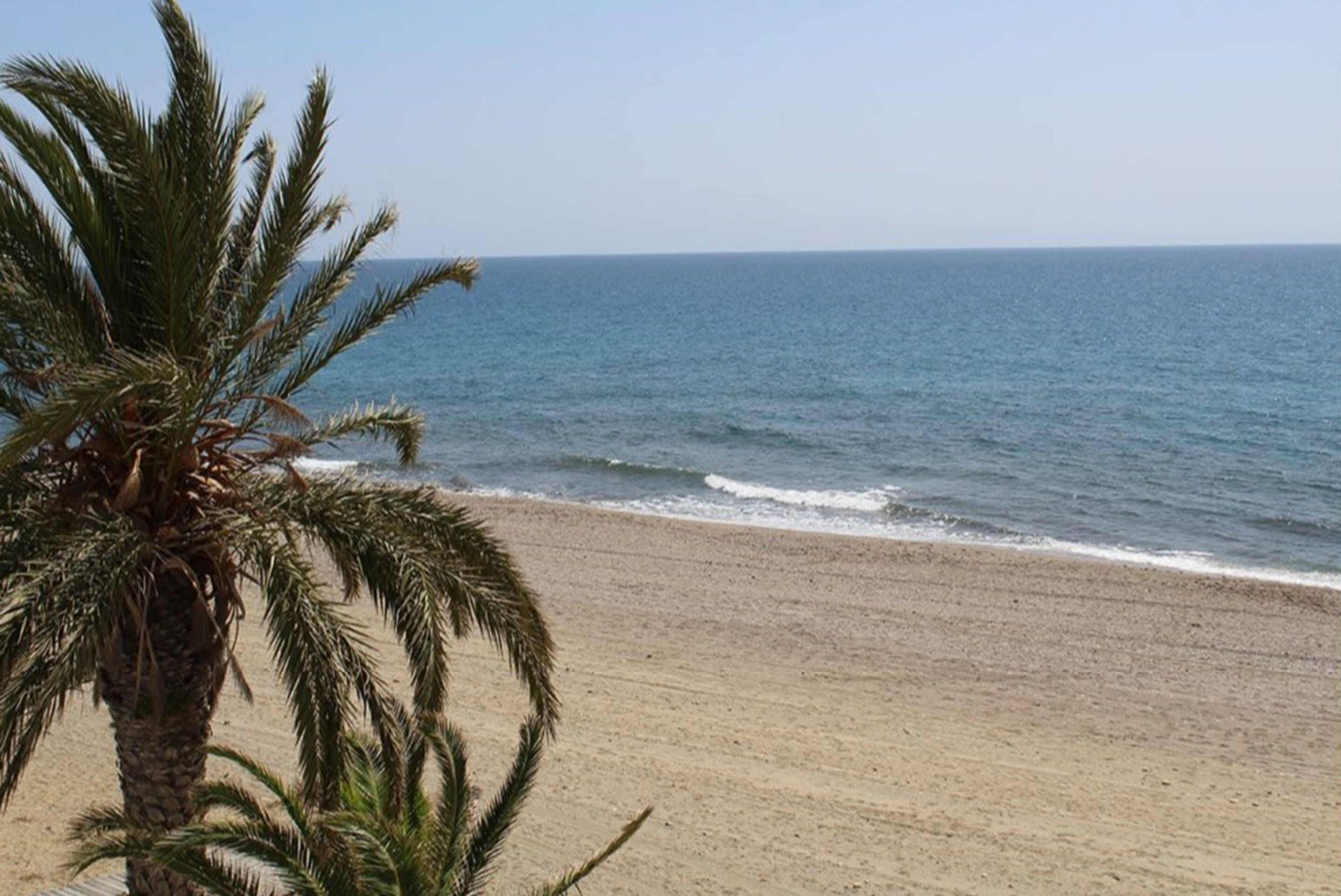 A beach with a palm tree in the foreground and a clear view of the ocean.