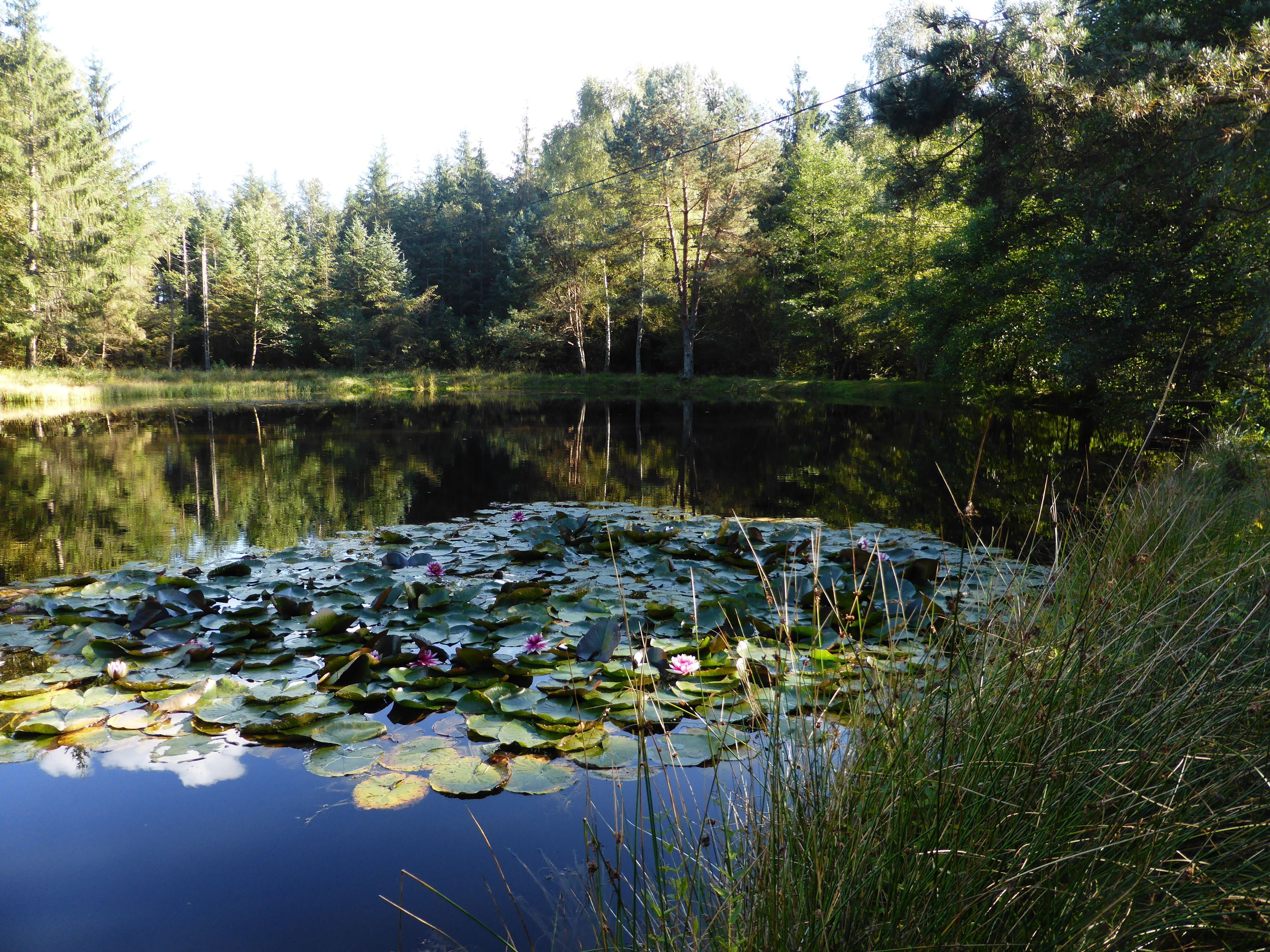 Un étang naturel entouré d’une forêt dense.