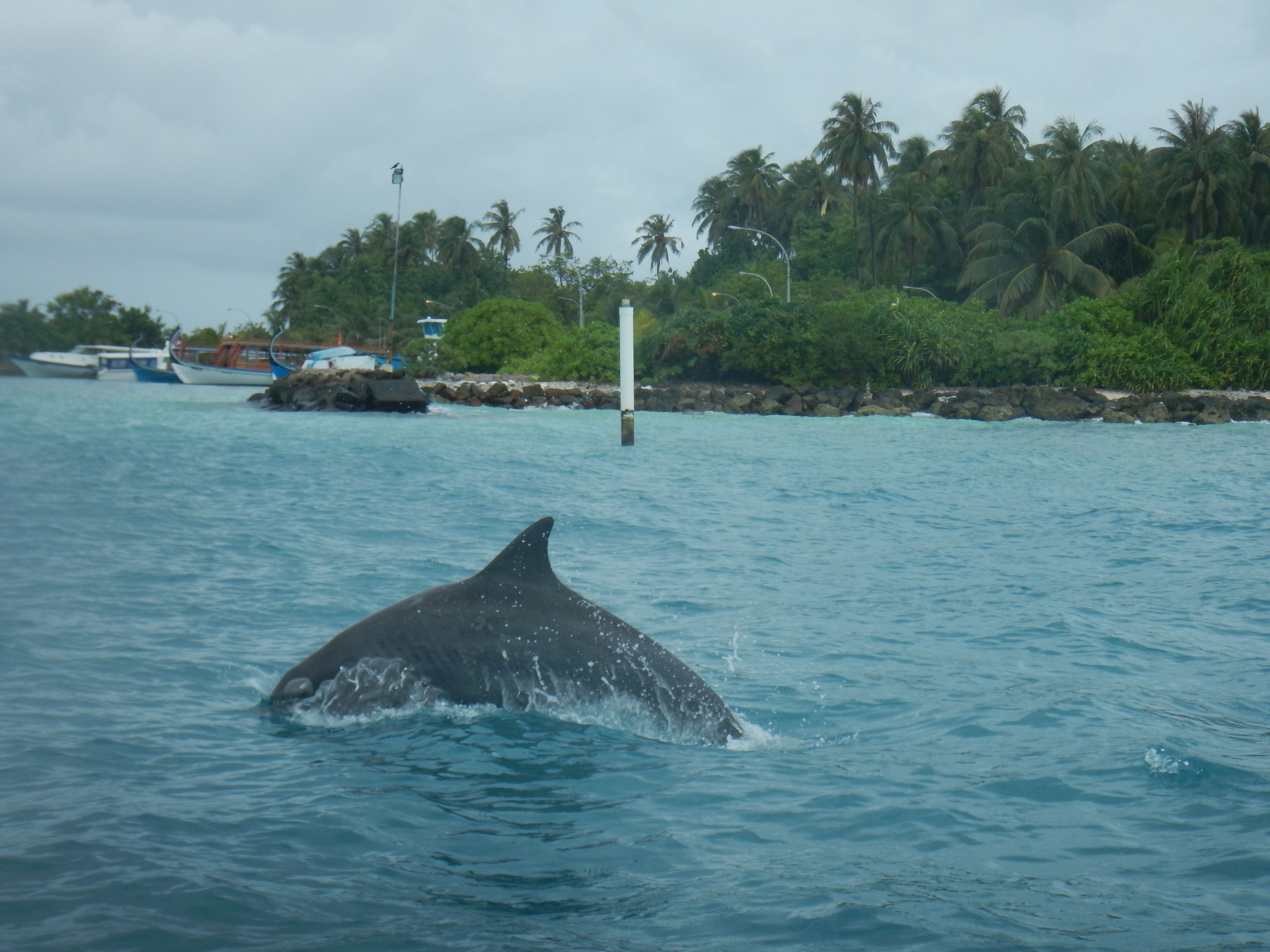 A dolphin in the water with boats and a beach in the background.