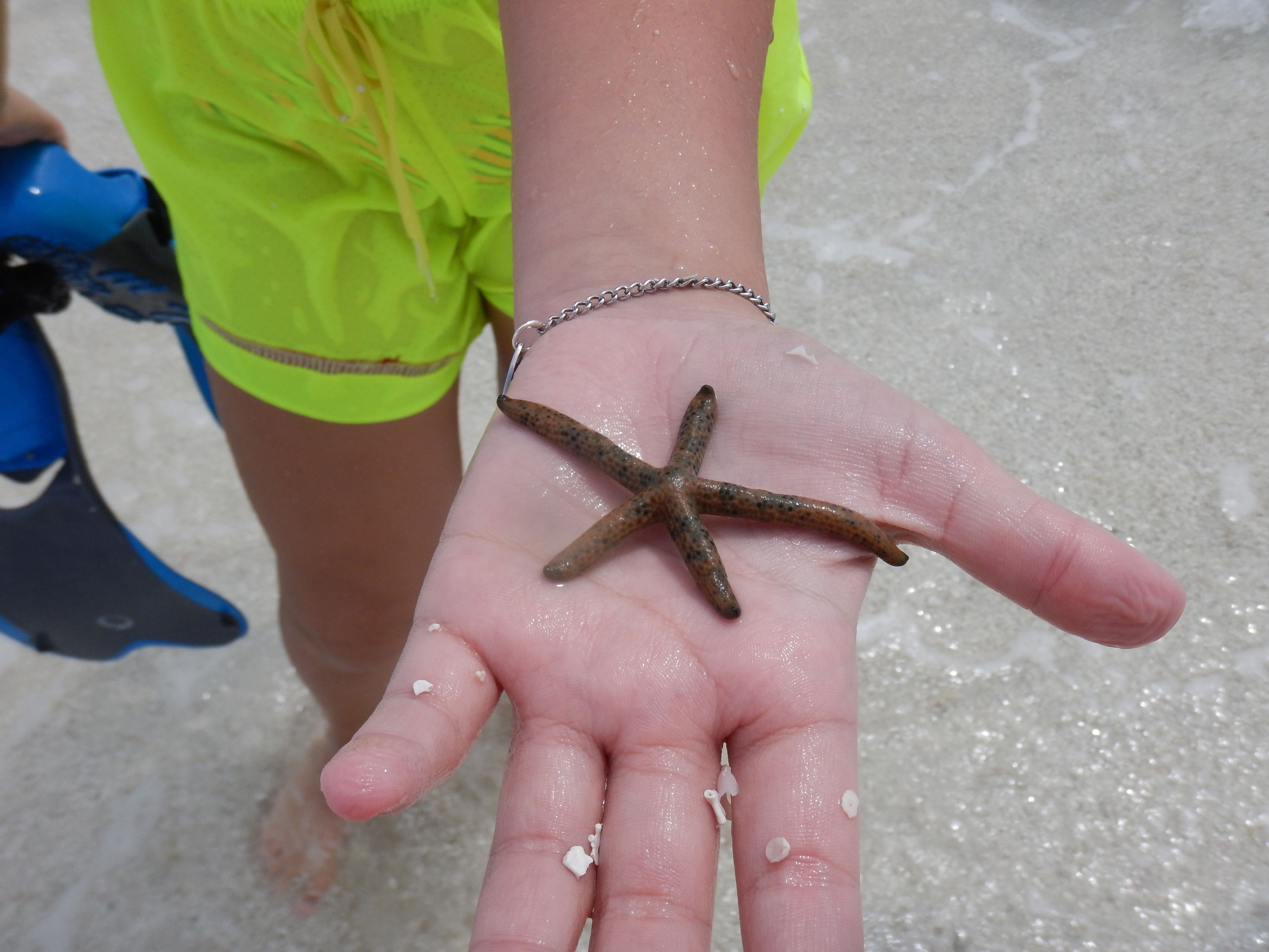A hand holding a starfish.