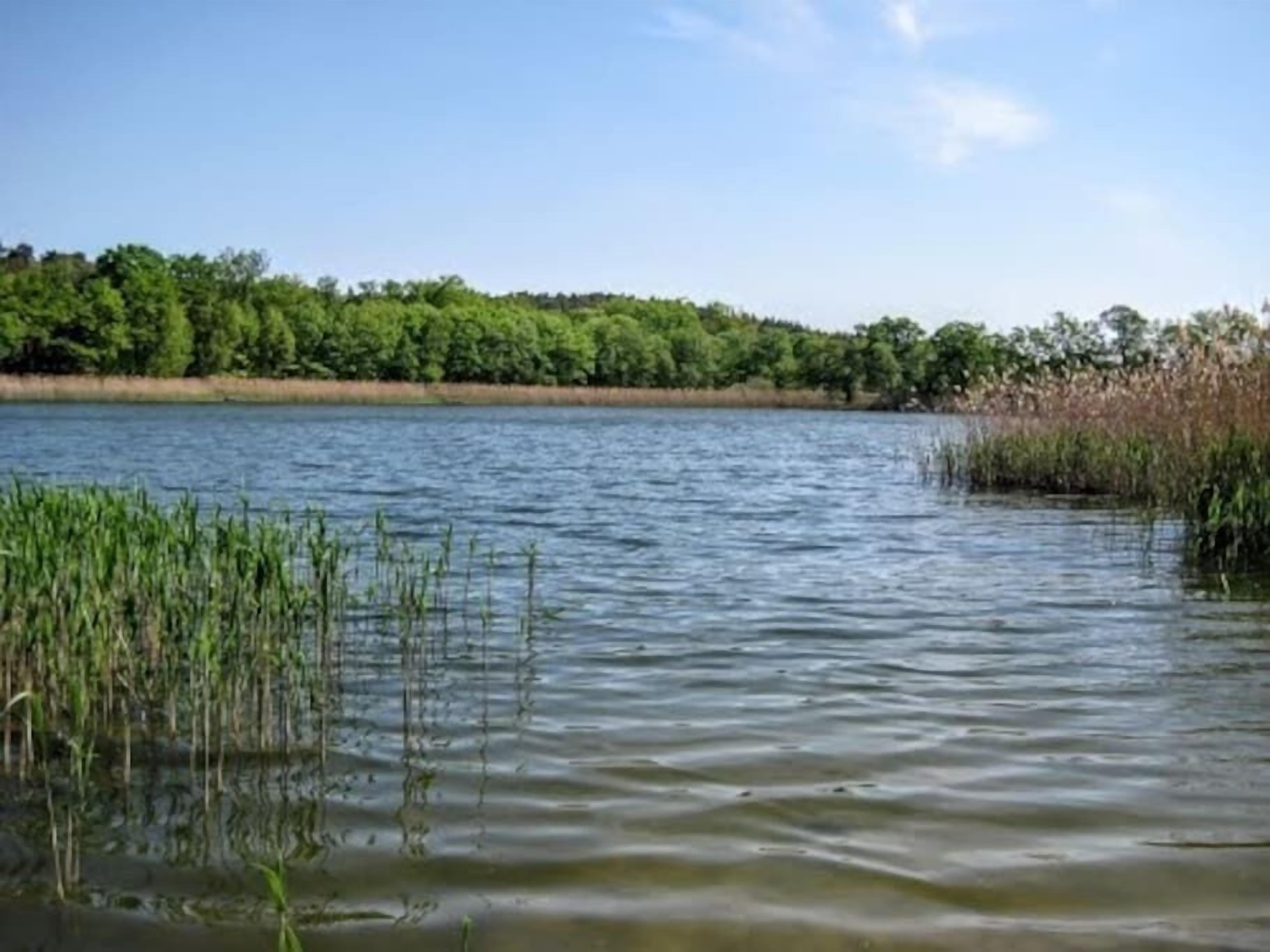 A calm lake with dense greenery and trees in the background.