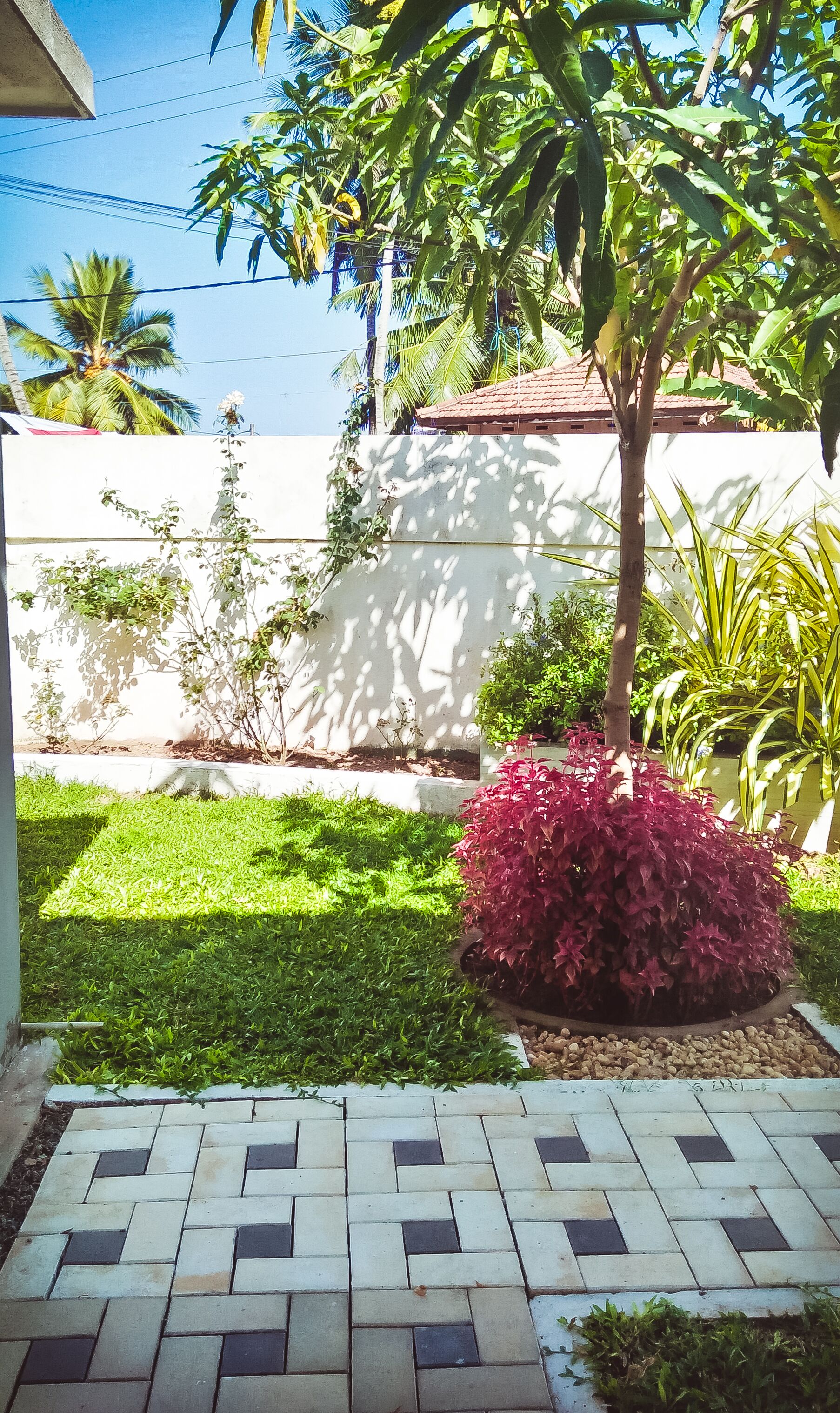 Un jardín bien cuidado con un sendero pavimentado, un pequeño árbol y diversas plantas.
