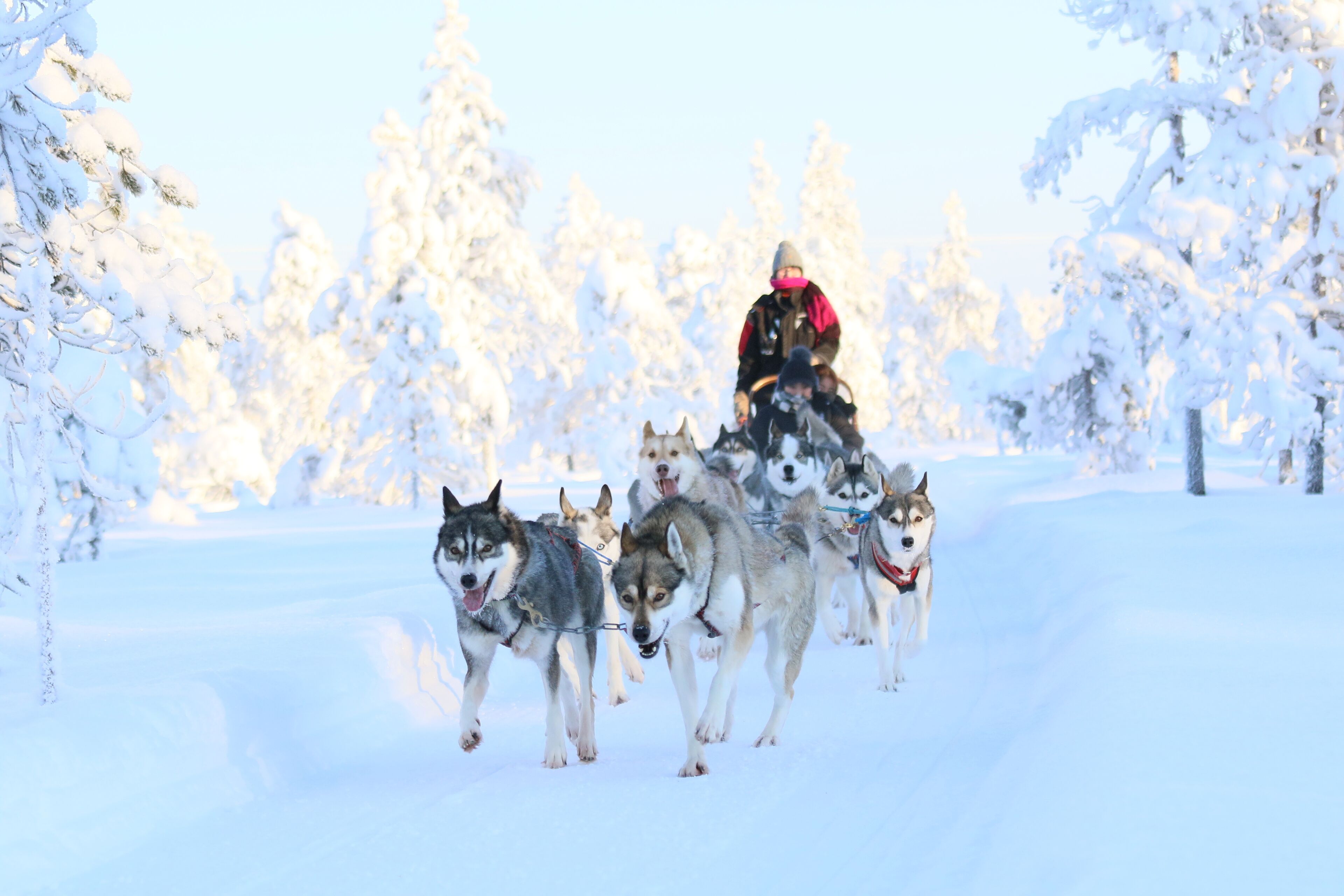Um grupo de huskies puxando um trenó em uma floresta nevada.