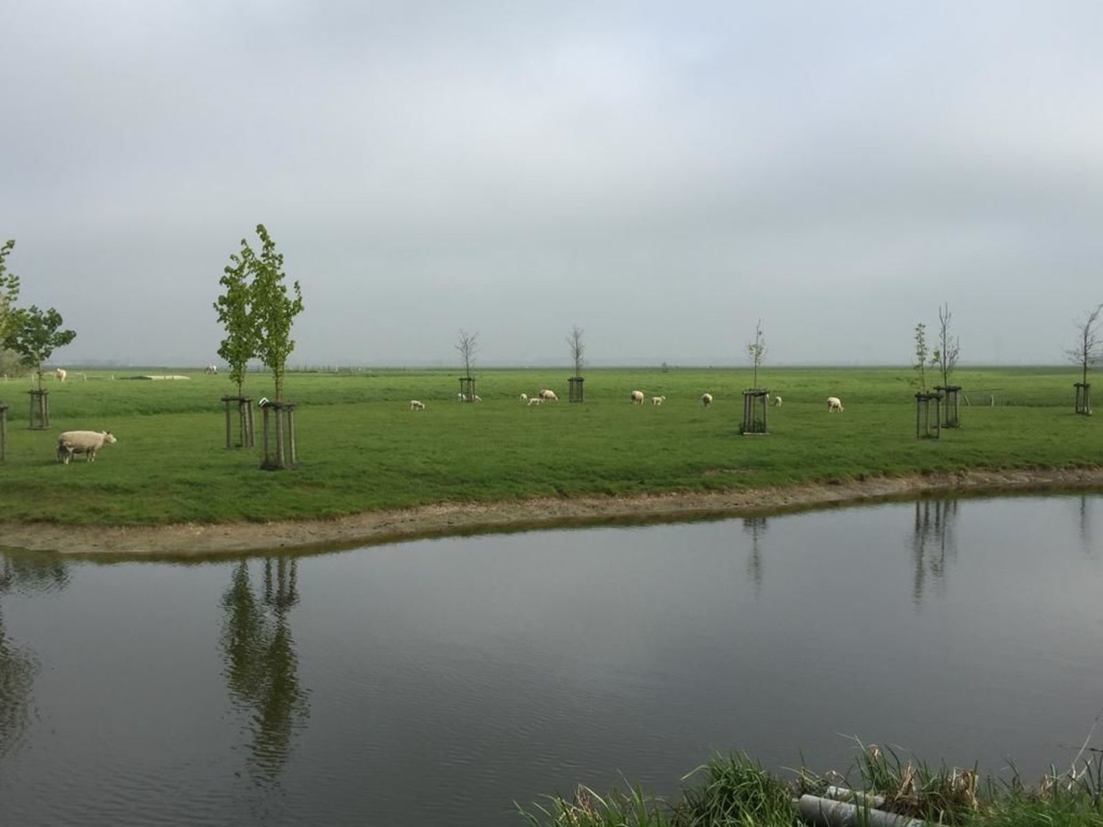 Un paesaggio tranquillo con uno stagno, erba verde e alberi sparsi.
